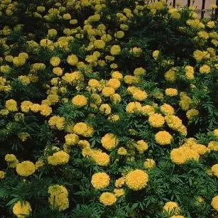 thumbnail for publication: Tagetes erecta ‘Perfection Yellow’ ‘Perfection Yellow’ Marigold